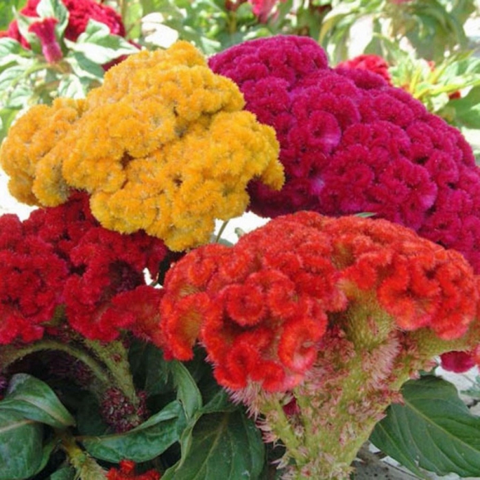 Celosia cristata