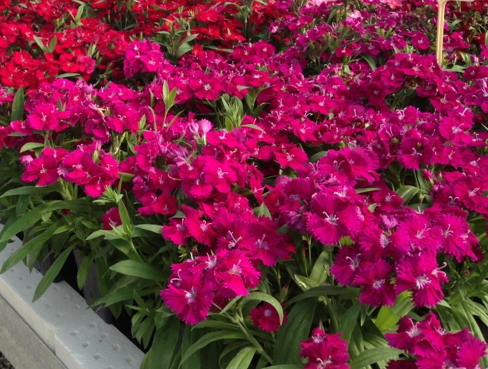 Dianthus chinensis x barbatus