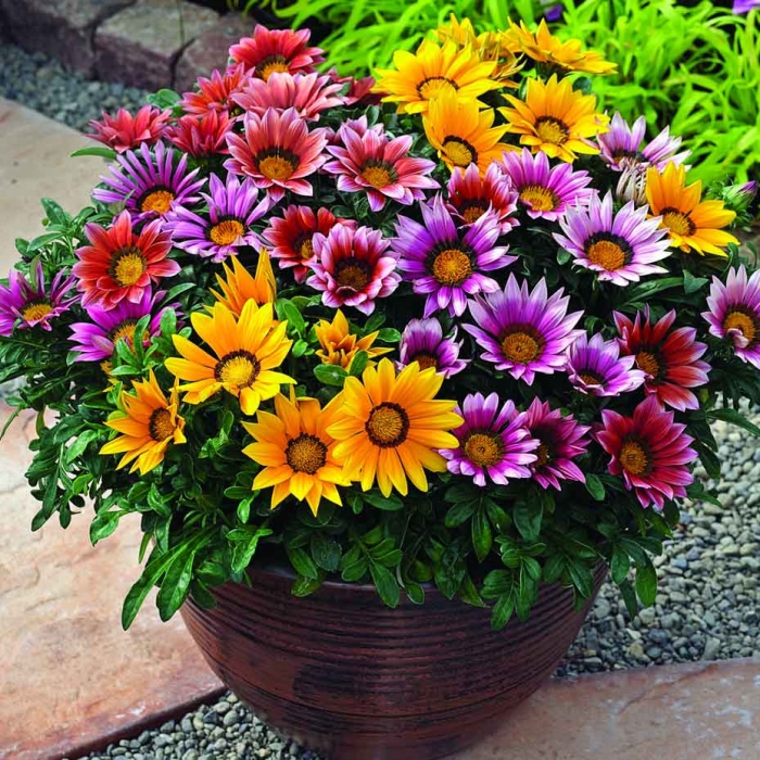 Gazania rigens