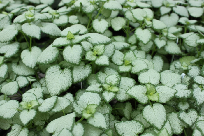 Lamium maculatum