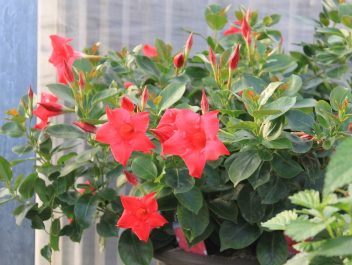 Dipladenia mandevilla hybrida