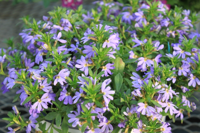 Scaevola aemula