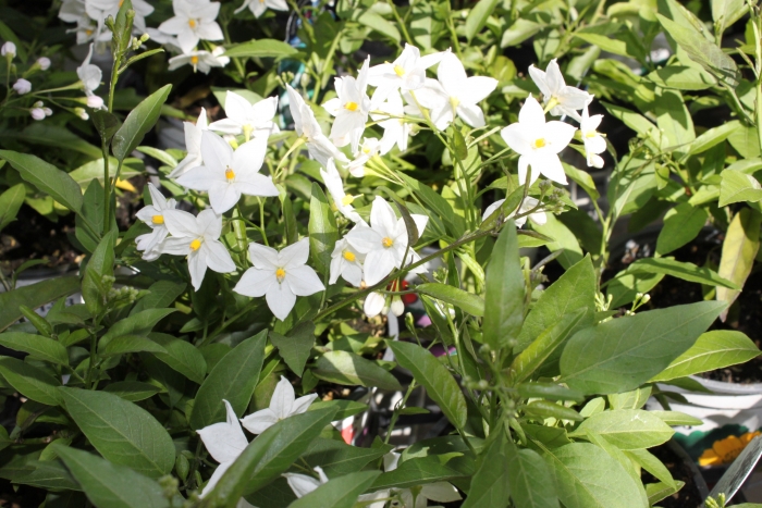 Solanum Jasminoides